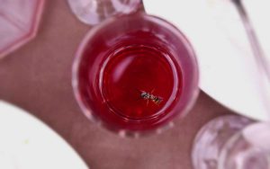 Friblet beverage covers protect your drink from flies, wasps, and falling leaves. Perfect for camping and enjoying your beverage outdoors.